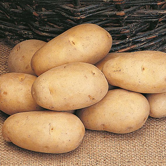 Maris Piper Potatoes