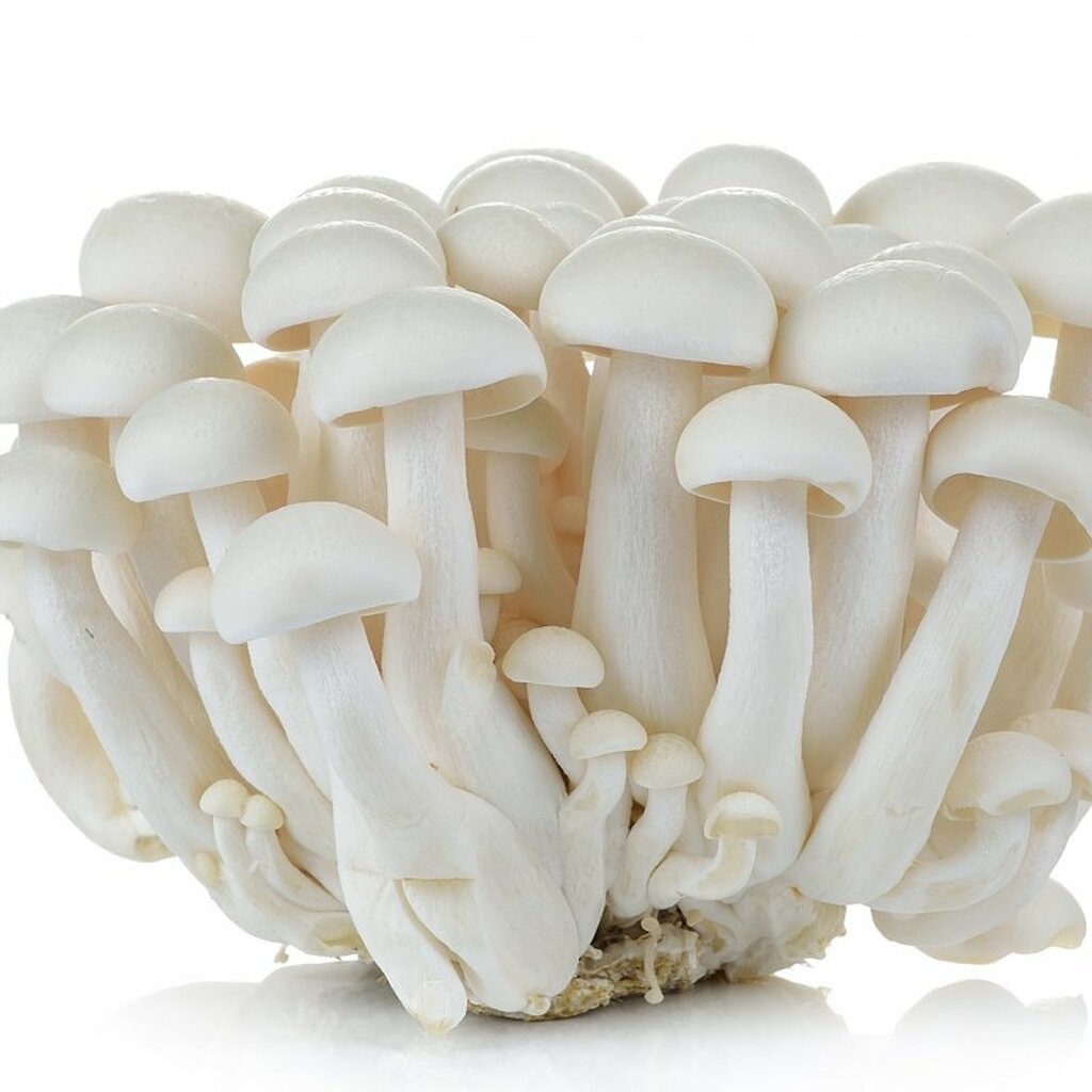 White Mushroom