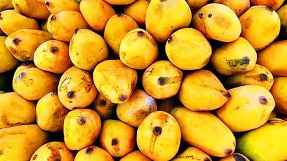 Gold Mango Each