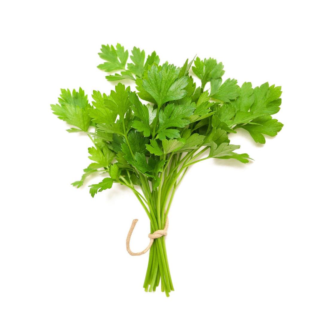 Coriander